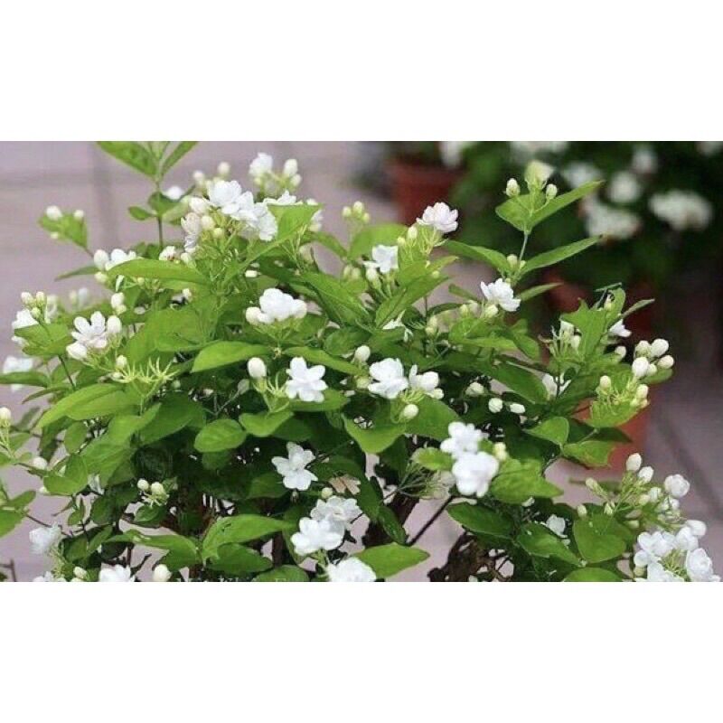 Cây giống hoa nhài kép (nhài ta)
