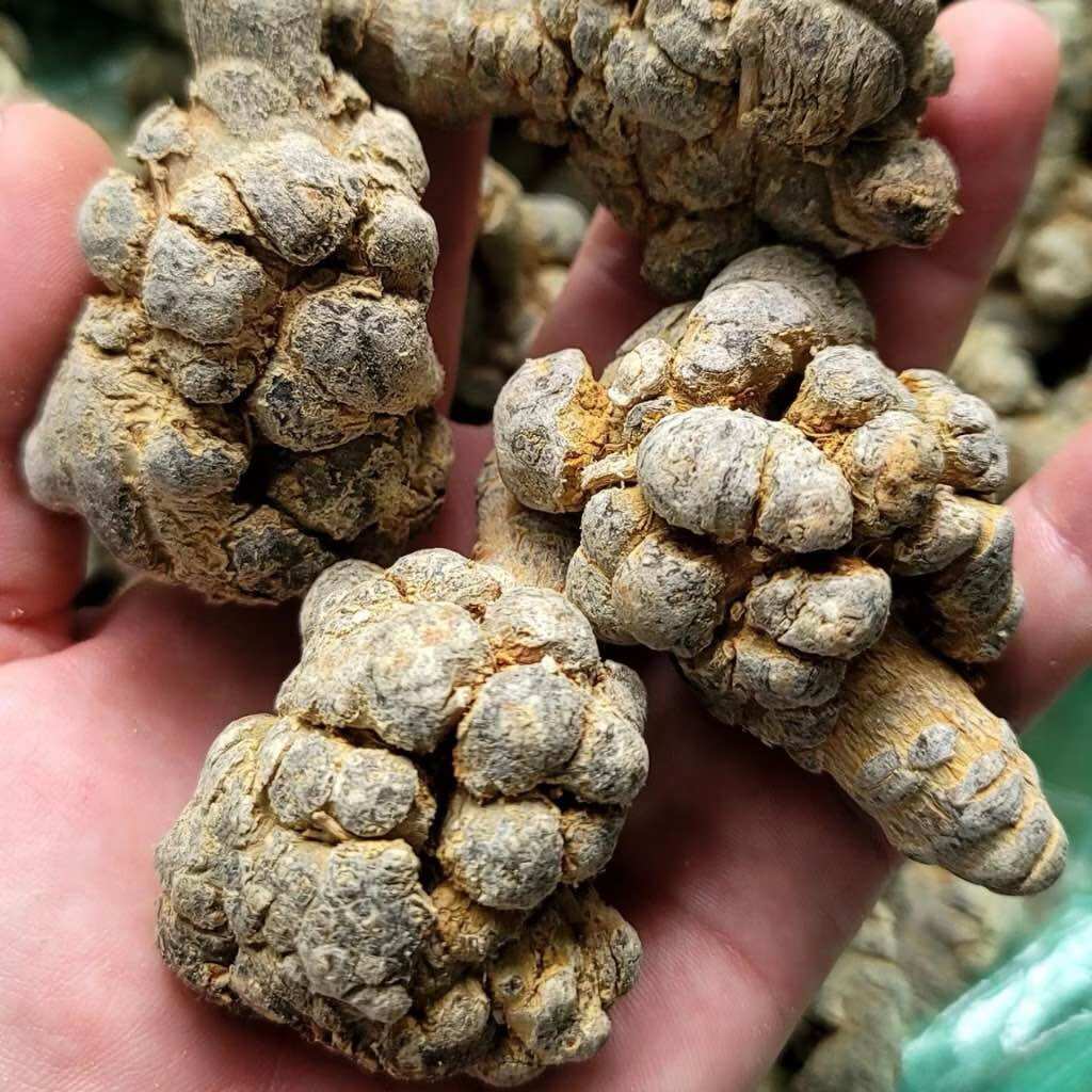 [CHÍNH HÃNG] Củ Tam Thất Bắc Khô ( Size Củ 50 /1kg To Lạc Khô Chuẩn )