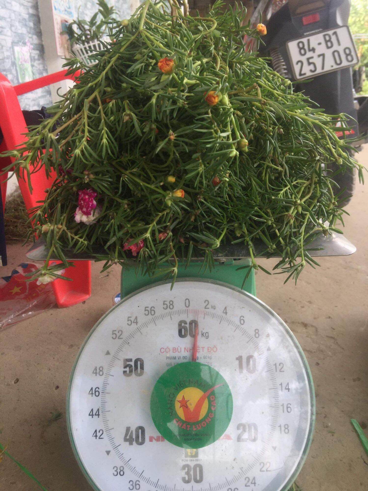 hoa mười giờ cành 10 giờ nhiều màu 1 ký
