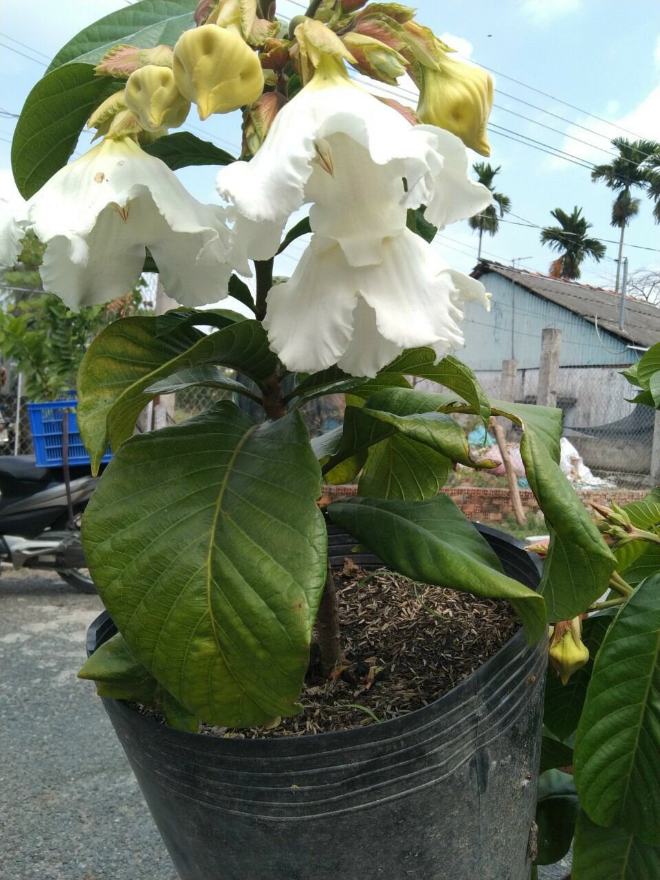 Cây Hoa Hoàng Hôn leo hoa thơm