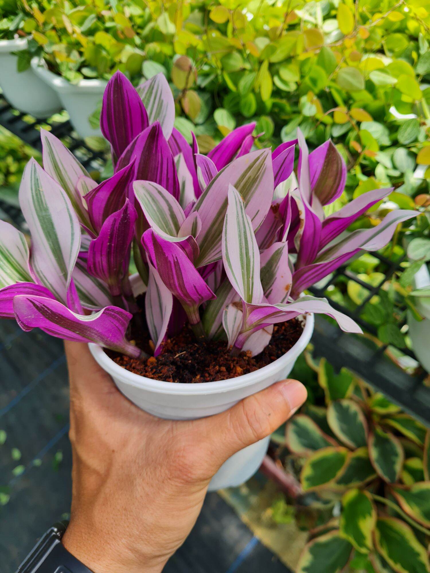 Cây thài lài hồng lá lớn