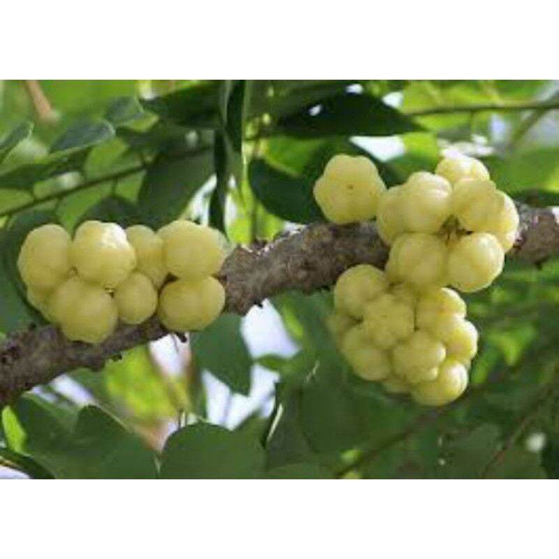 Cây giống chùm ruột chua siêu sớm (cây tốt)