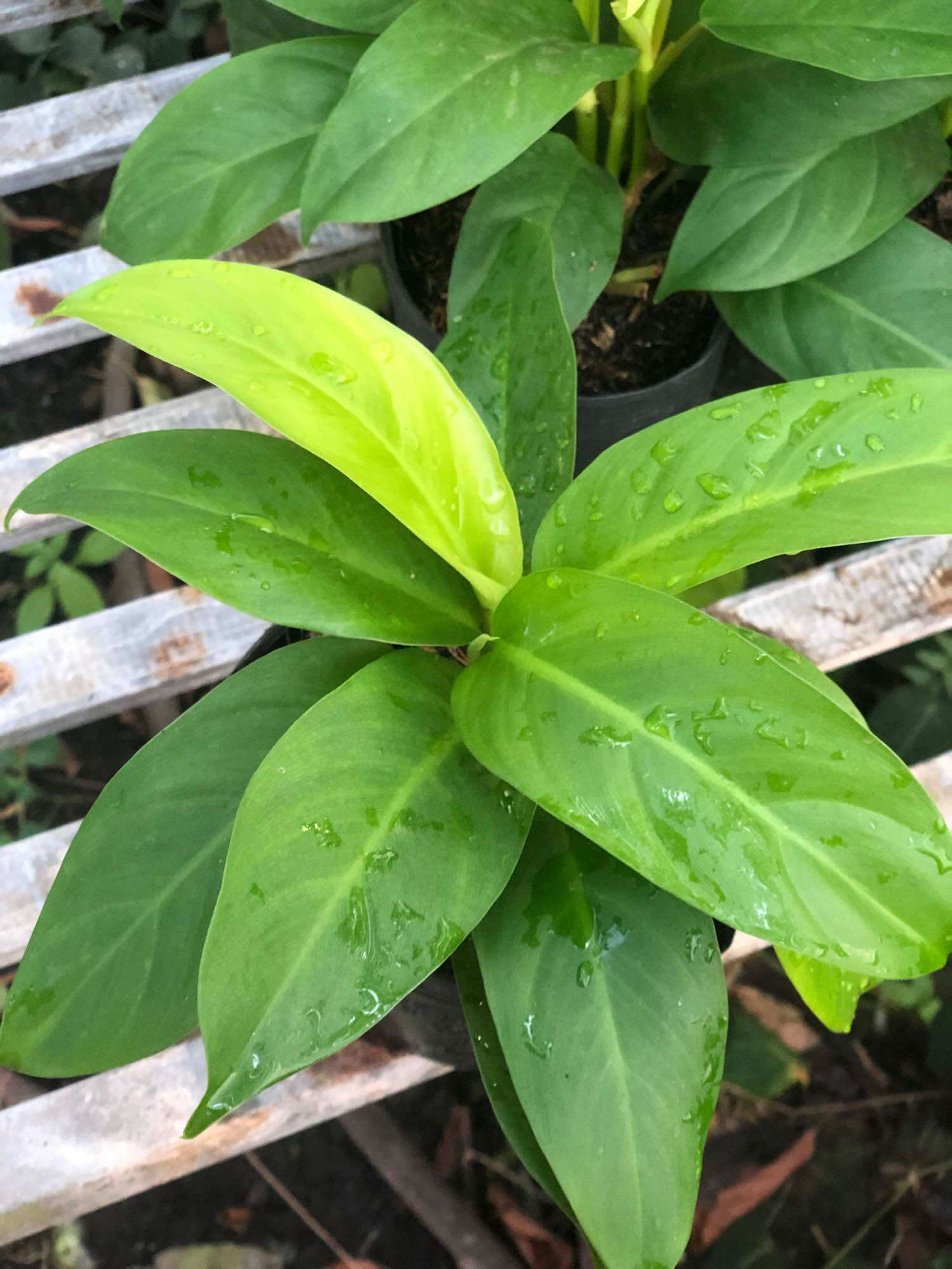 Cây trầu bà trụ lá xanh