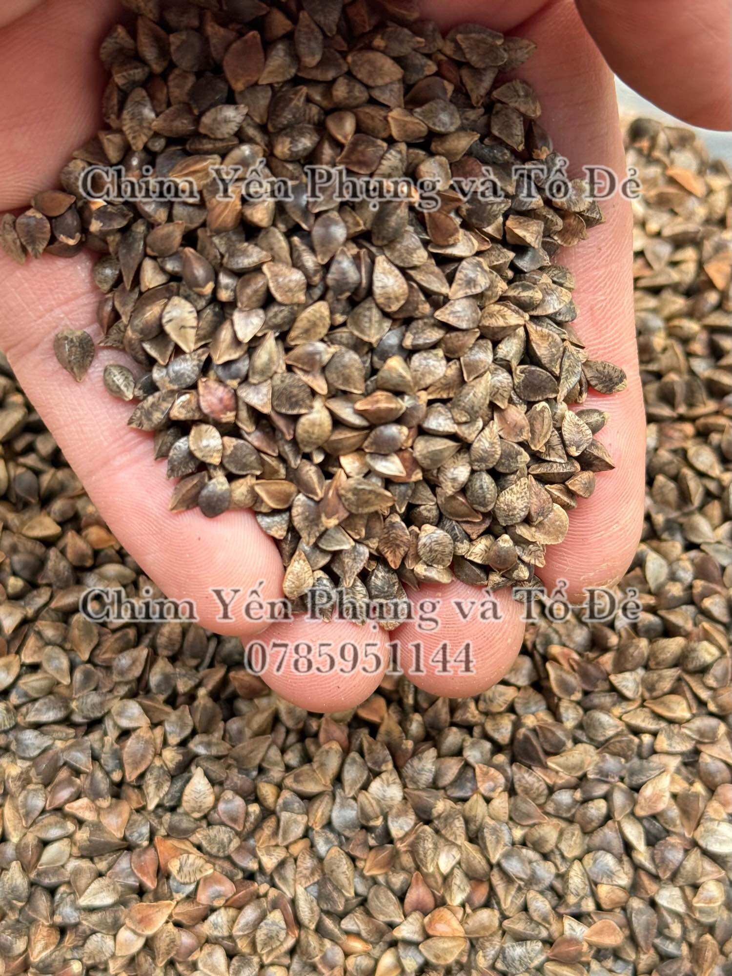 Hạt ba khía/Hạt kiều mạch (Buckwheat)-thức ăn: Hamster, Sóc, Vẹt...