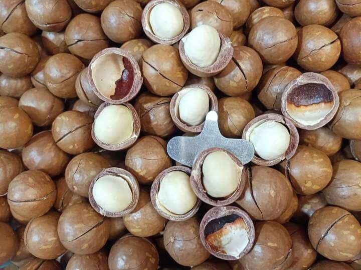 Hạt mắc ca sấy lứt vỏ
