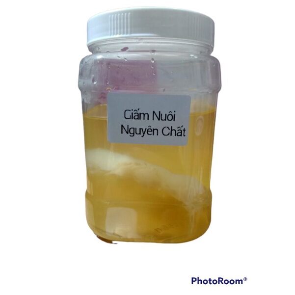 Combo giấm nuôi + con giấm