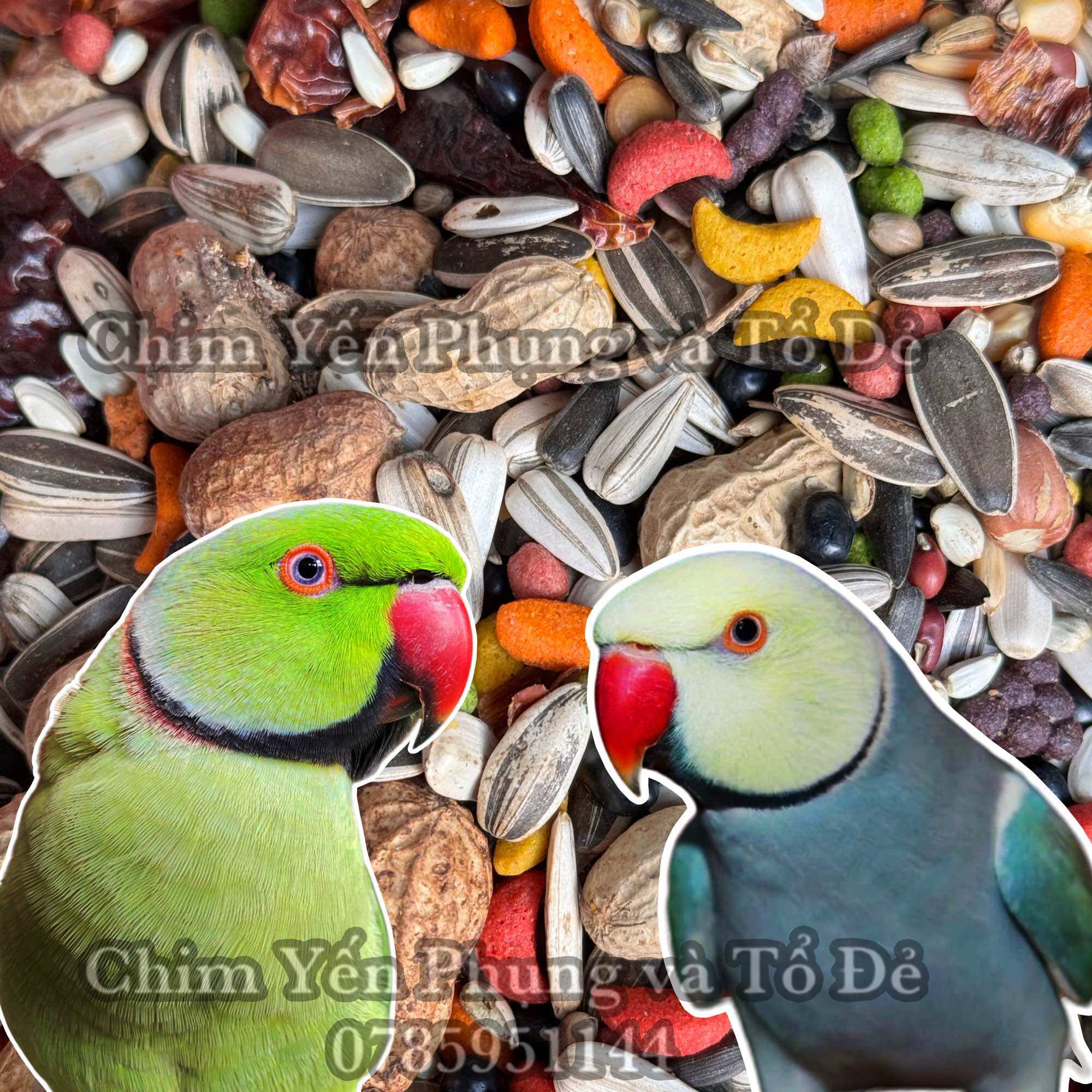 500gr thức ăn hạt hỗn hợp + hạt trái cây cho Vẹt: Xích • Ngực Hồng • Xám (100% hạt tự nhiên).