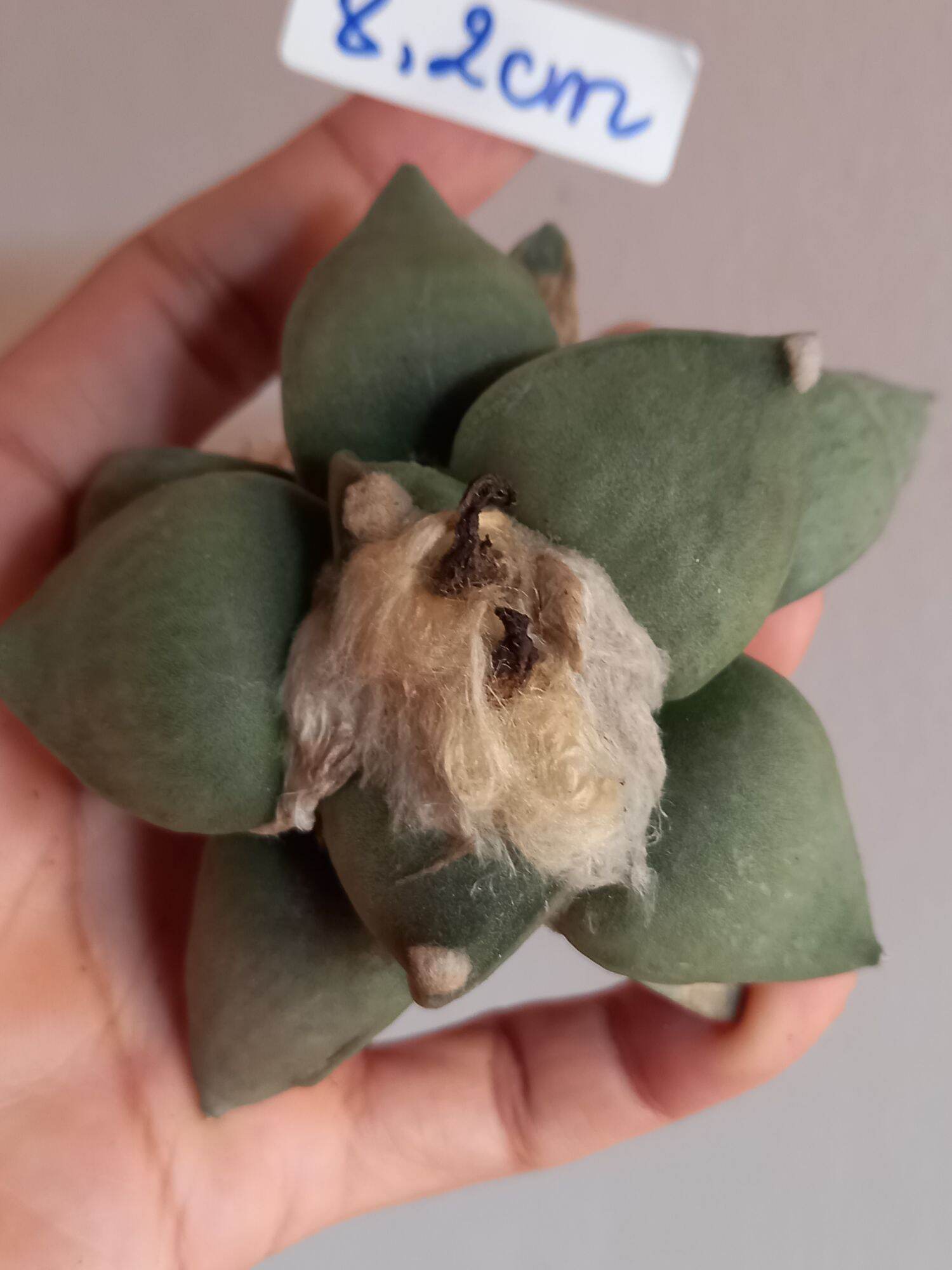 Xương rồng Ario (hàng hạt)