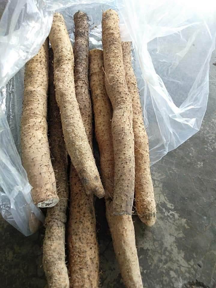Củ khoai mài tươi ( hoài sơn tươi). củ đào trong rừng