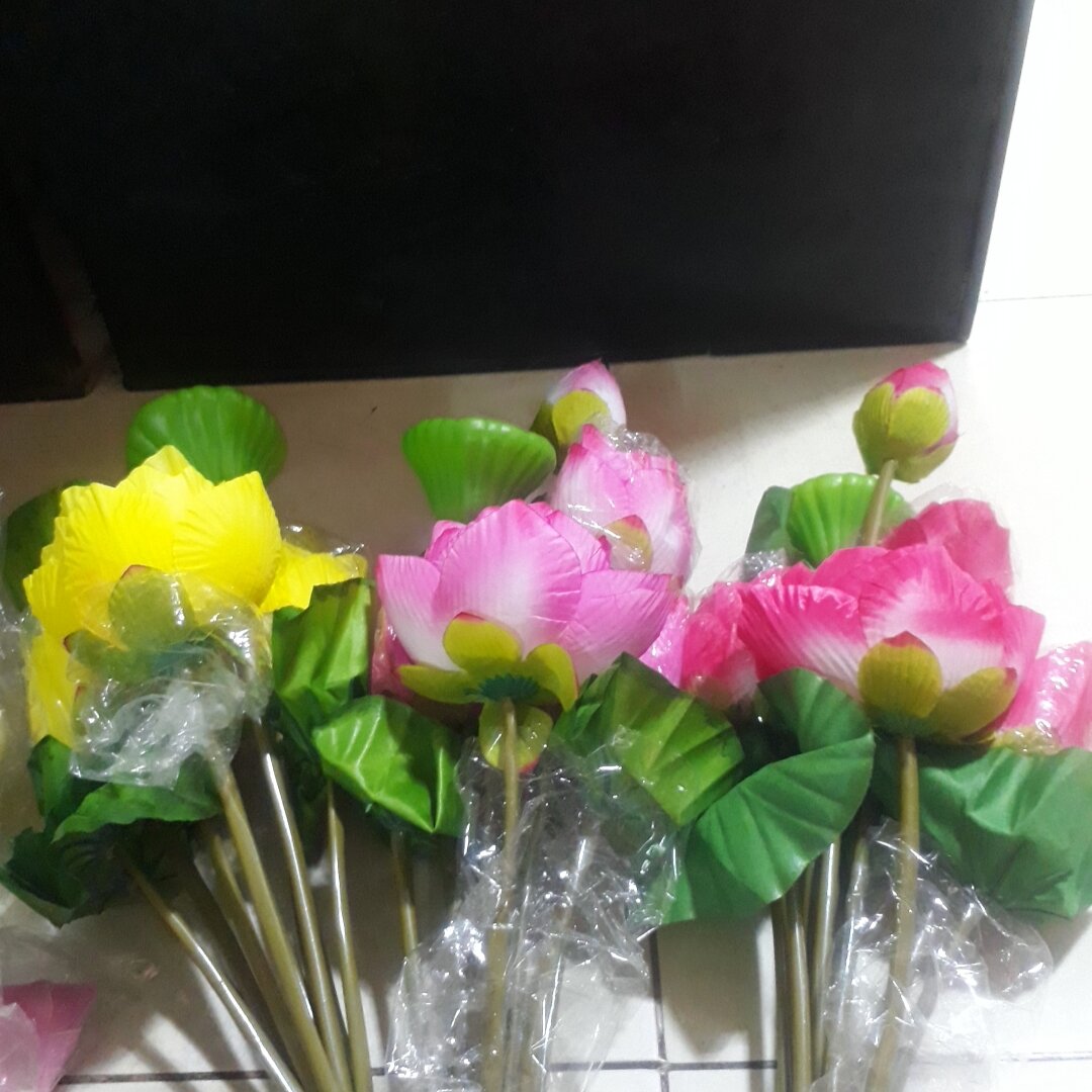 Hoa sen vải  gương sen lớn