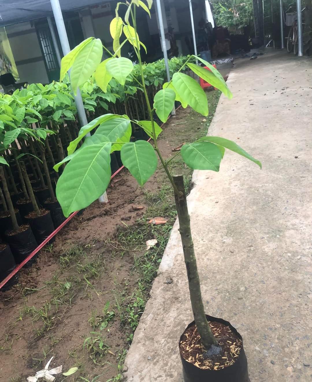 Thai Soursop Seedling, 70-140cm High, 100% Standard Variety