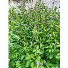 100 hạt giống cây đuôi chuột
