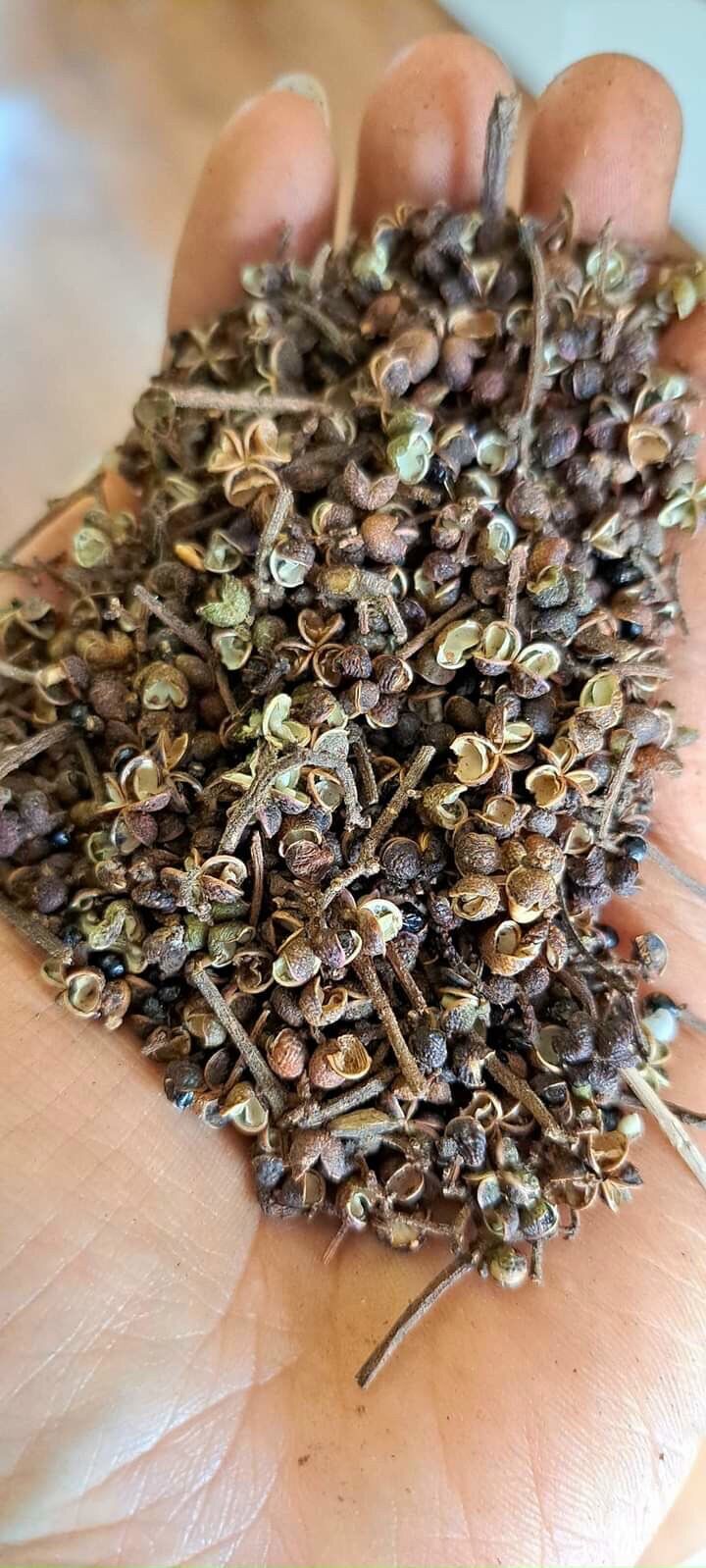 Hạt Mắc Khén Tây Bắc loại 1 (1kg)