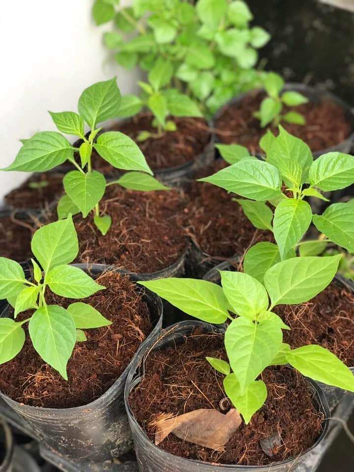 Cây ớt chỉ thiên con