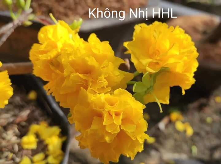 Mai cúc không nhị hoàng huyết long, hình cây cập nhậtb24-02-2024