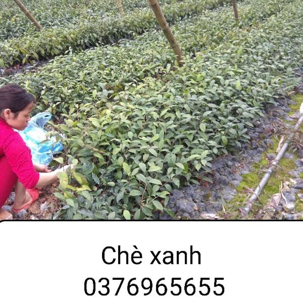 15 cây chè xanh,trà xanh thái nguyên