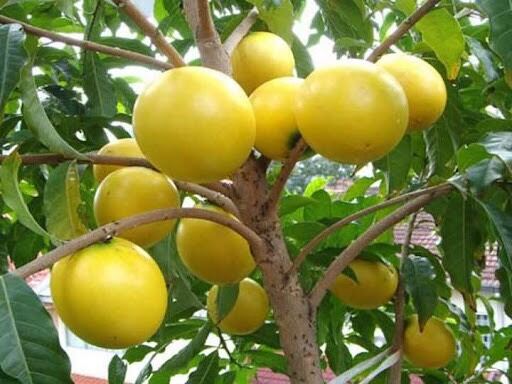 Vú sữa hoàng kim