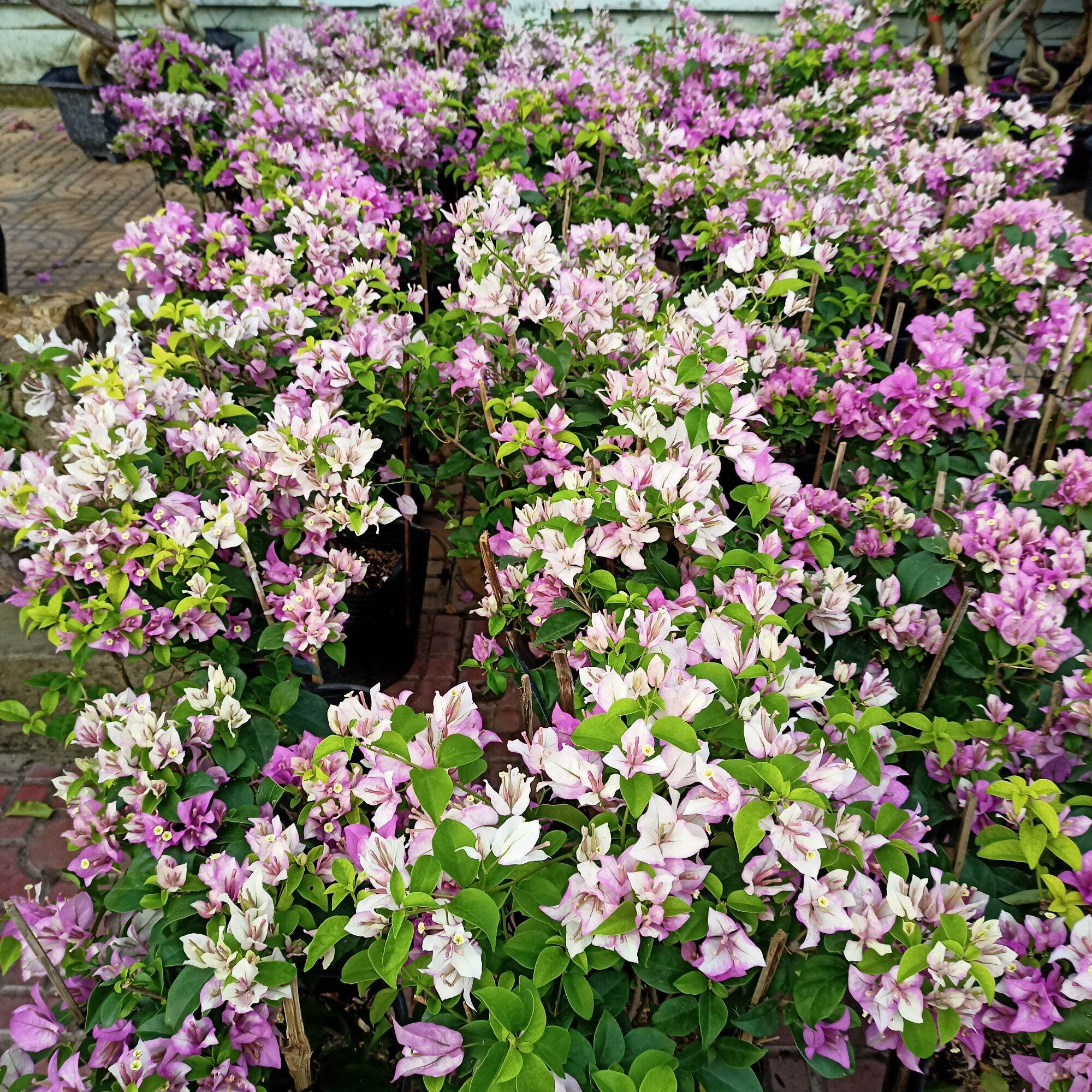 Chậu cây bông giấy tím tuyết dáng tree
