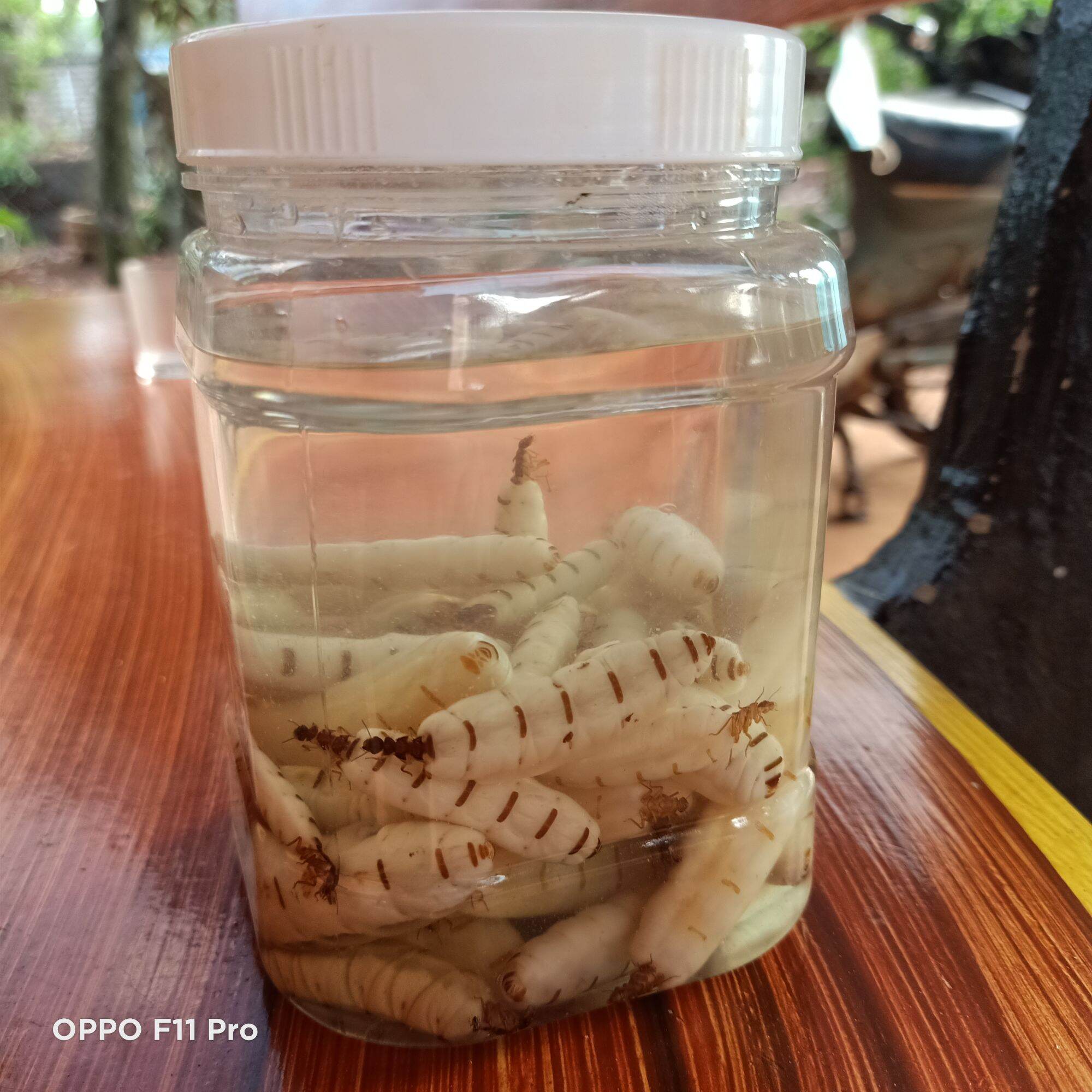 Mối chúa 500k/1 hủ 35 con.zl0966421537