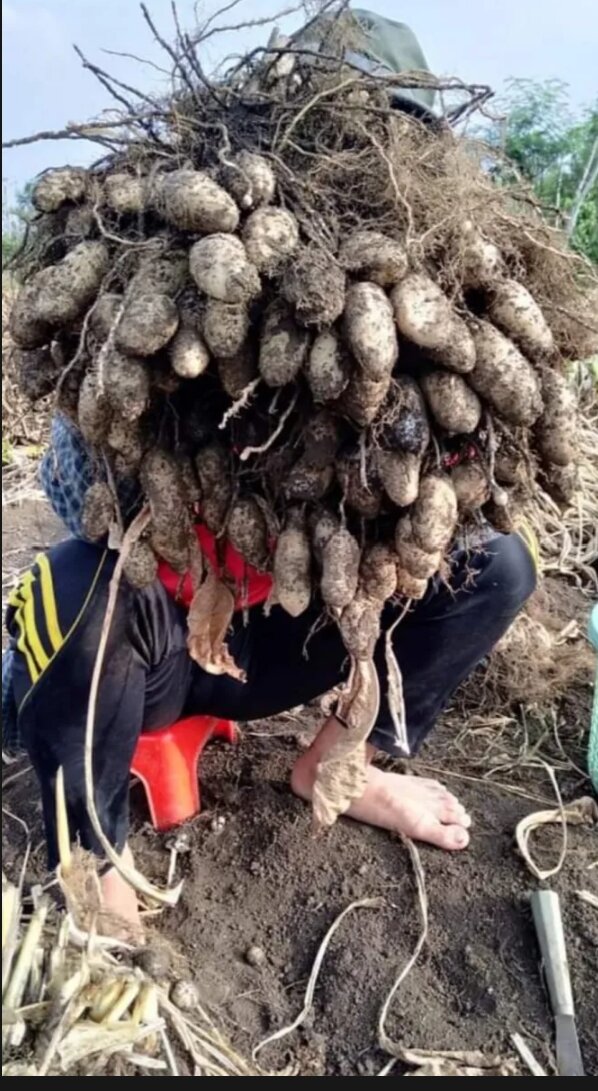 Củ Lùn tươi-1Kg