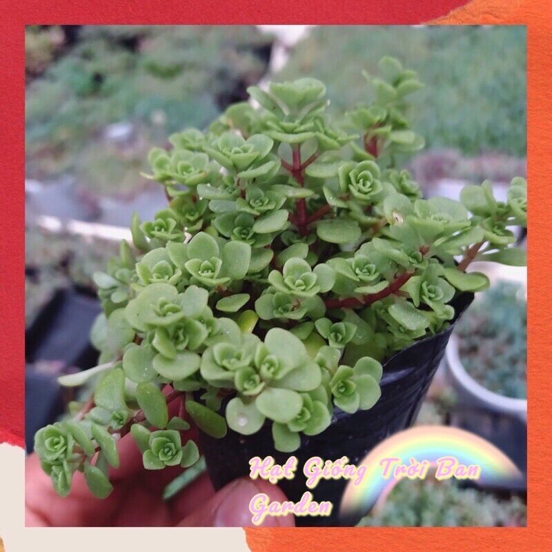 SEN ĐÁ SEDUM VẢY CÁ 💵 ĐÀ LẠT 🍄 HƯ 1 ĐỔI 1 ❄️ SIÊU CUTE