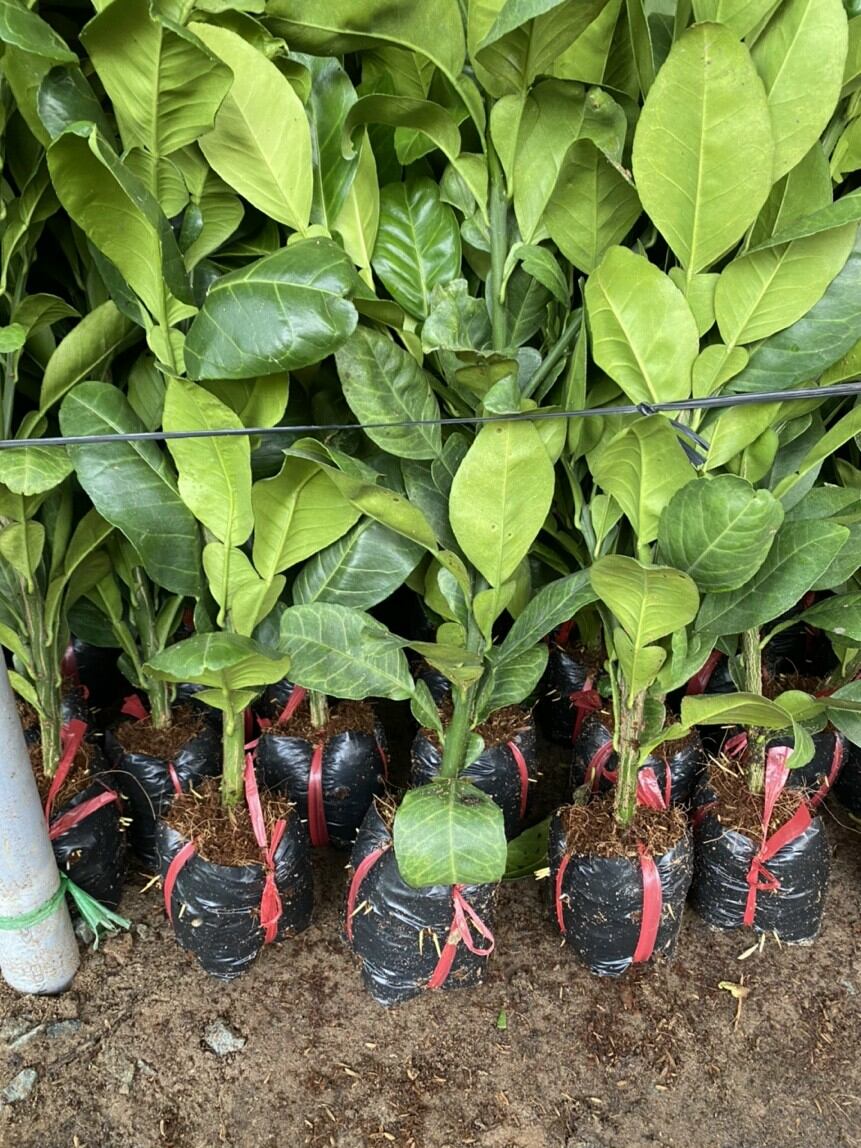 Bưởi 5 roi