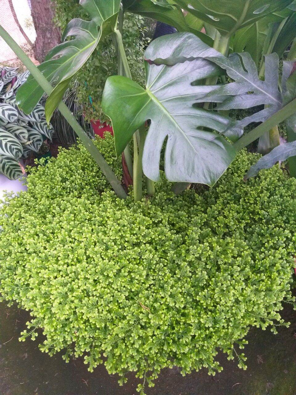 Rêu san hô- sợi rêu mịn phủ đều chậu..