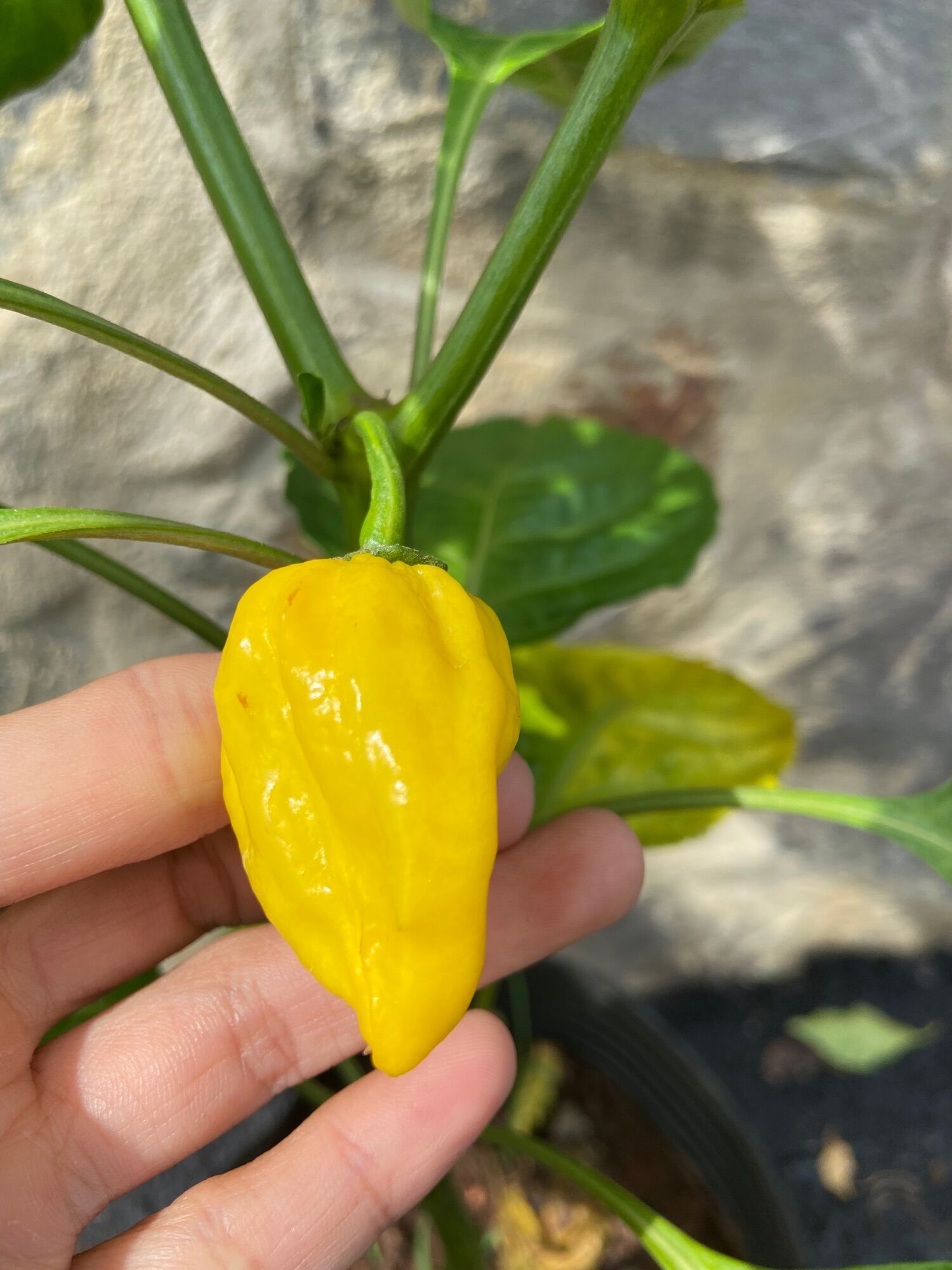 Quả ớt habanero vàng