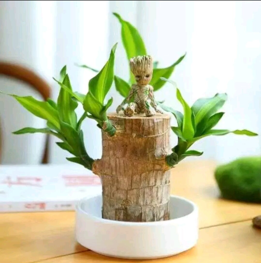tiểu cảnh thiết mộc lan size lớn ( cây giống k kèm chậu)