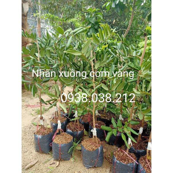 CÂY GIỐNG NHÃN XUỒNG CƠM VÀNG ( HÀNG CHUẨN GIỐNG )