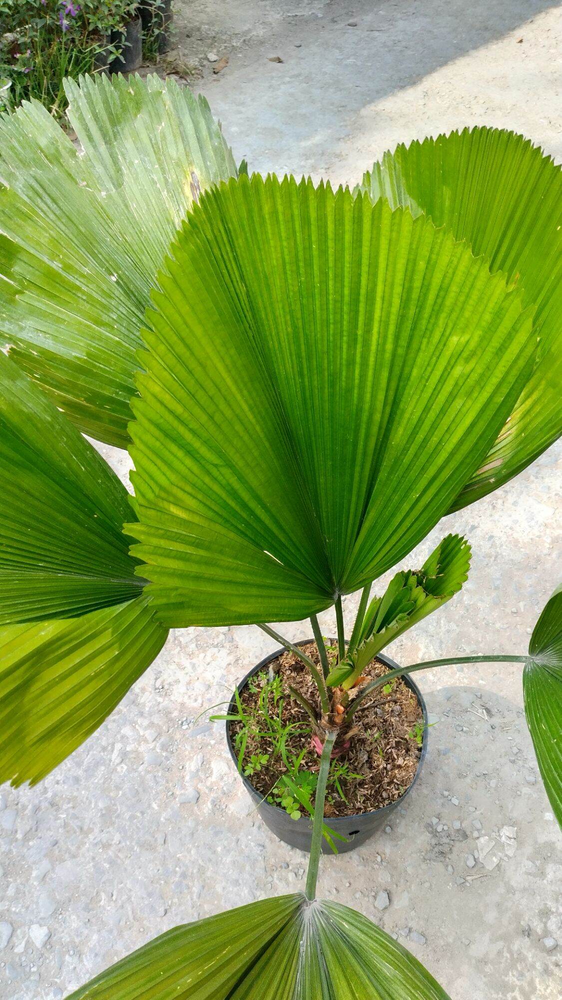 Cây kè nhật