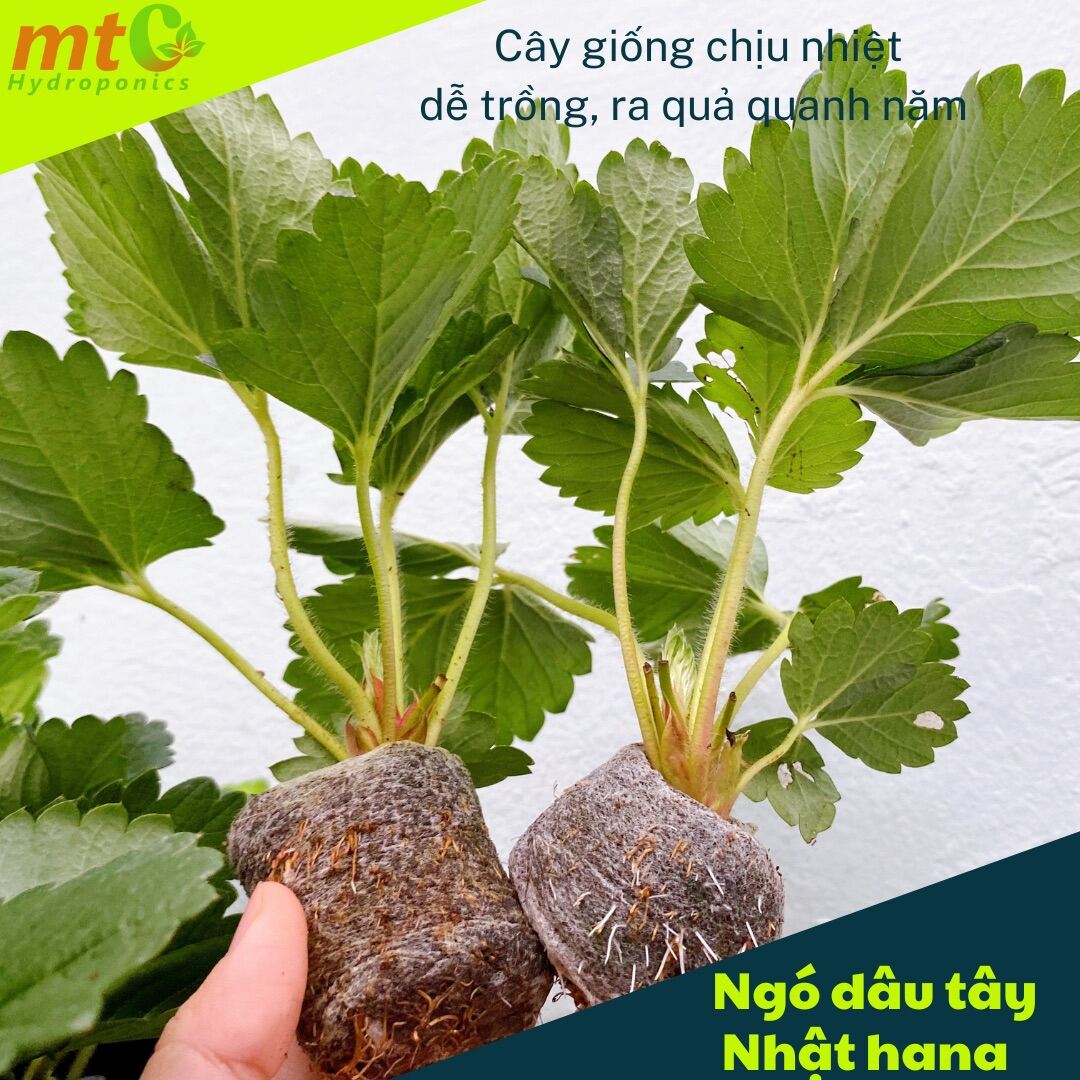 Combo 5 Ngó Dâu Tây Nhật Hana, cây giống dâu Tây chịu nhiệt quả ngọt