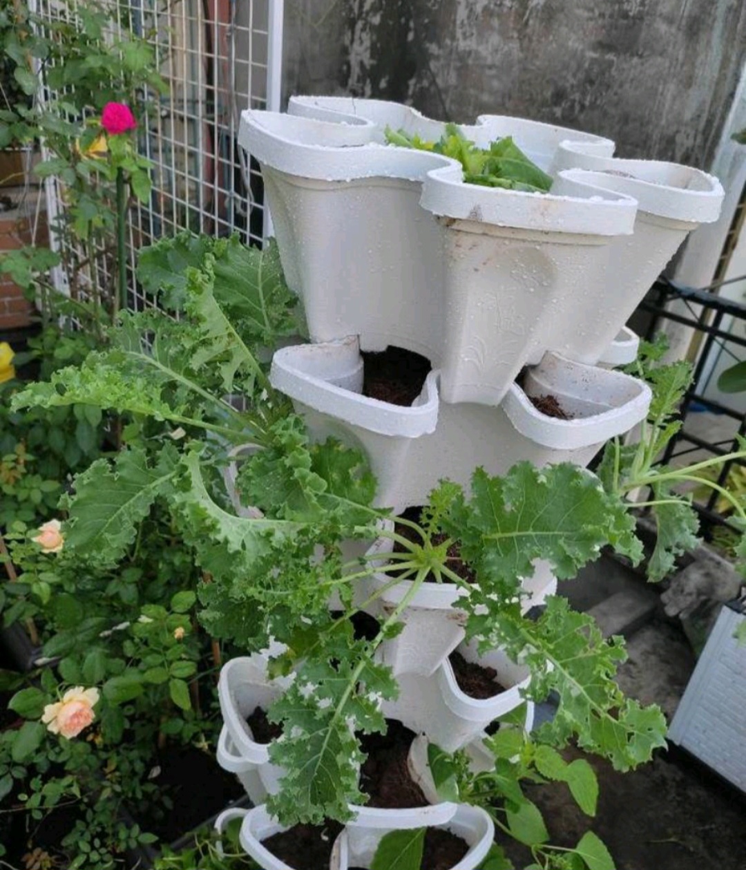chậu trồng rau 5 cánh- combo tháp rau 5 tầng