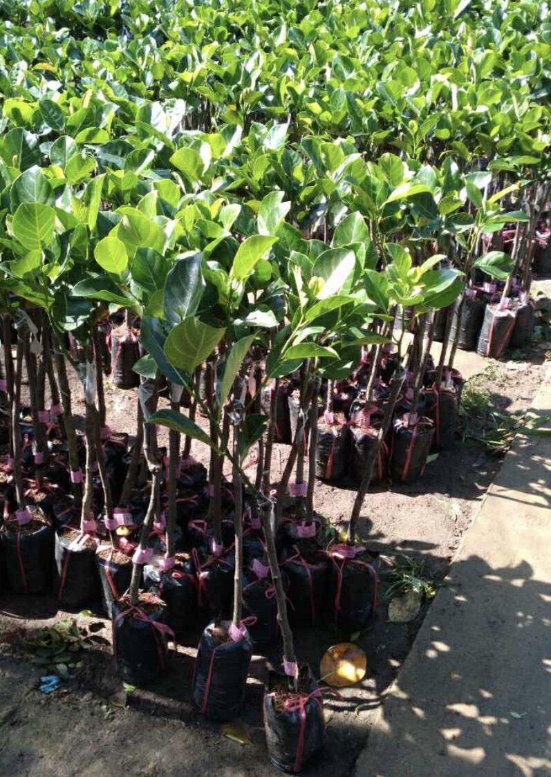 Cây Mít Thái Siêu sớm