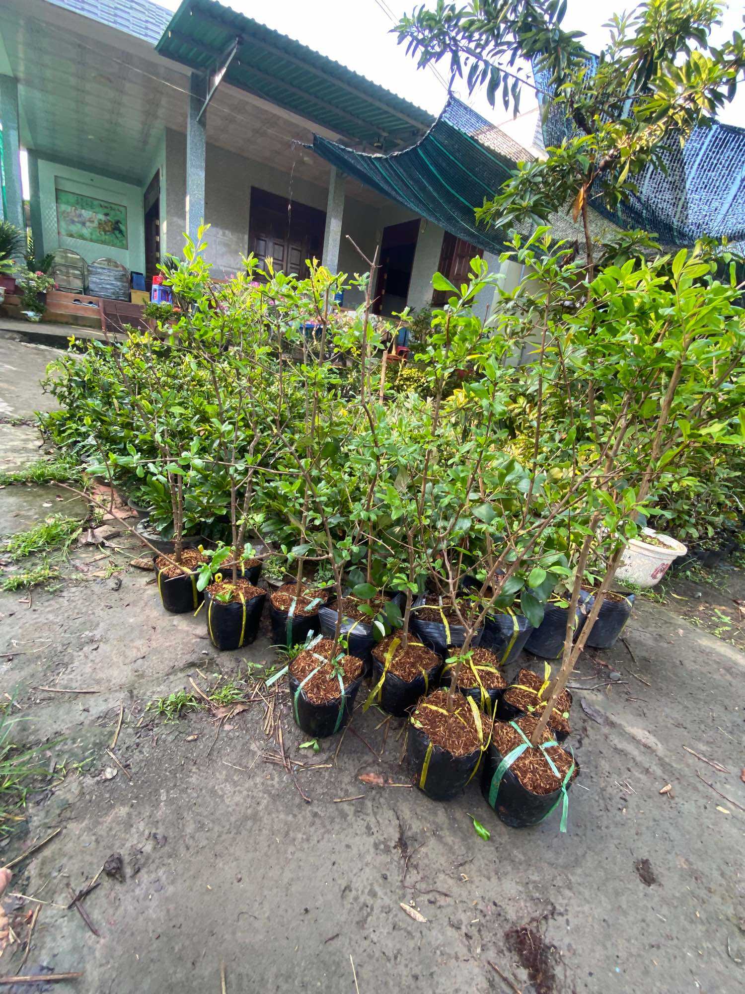 Chậu Cây Lựu Ấn Độ (cây giống )