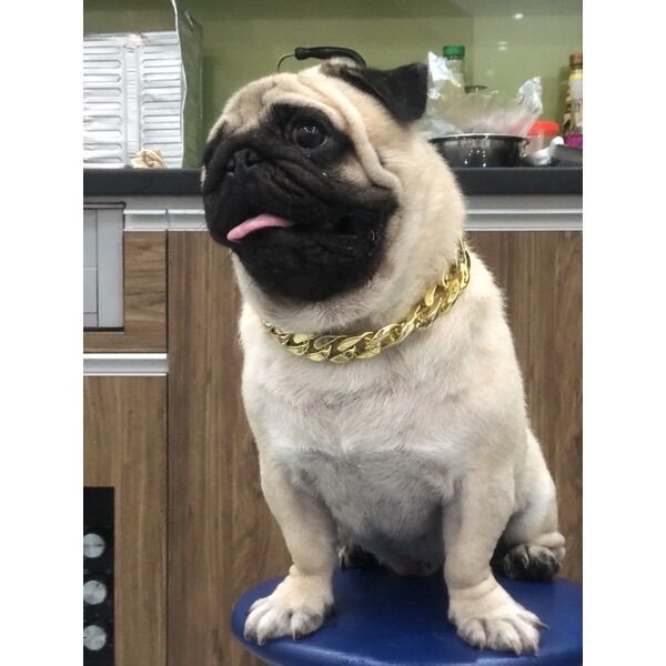 Vòng cổ cho chó Teddy Pug chó chiến đấu Pháp. Dây chuyền vàng cho chó Pug