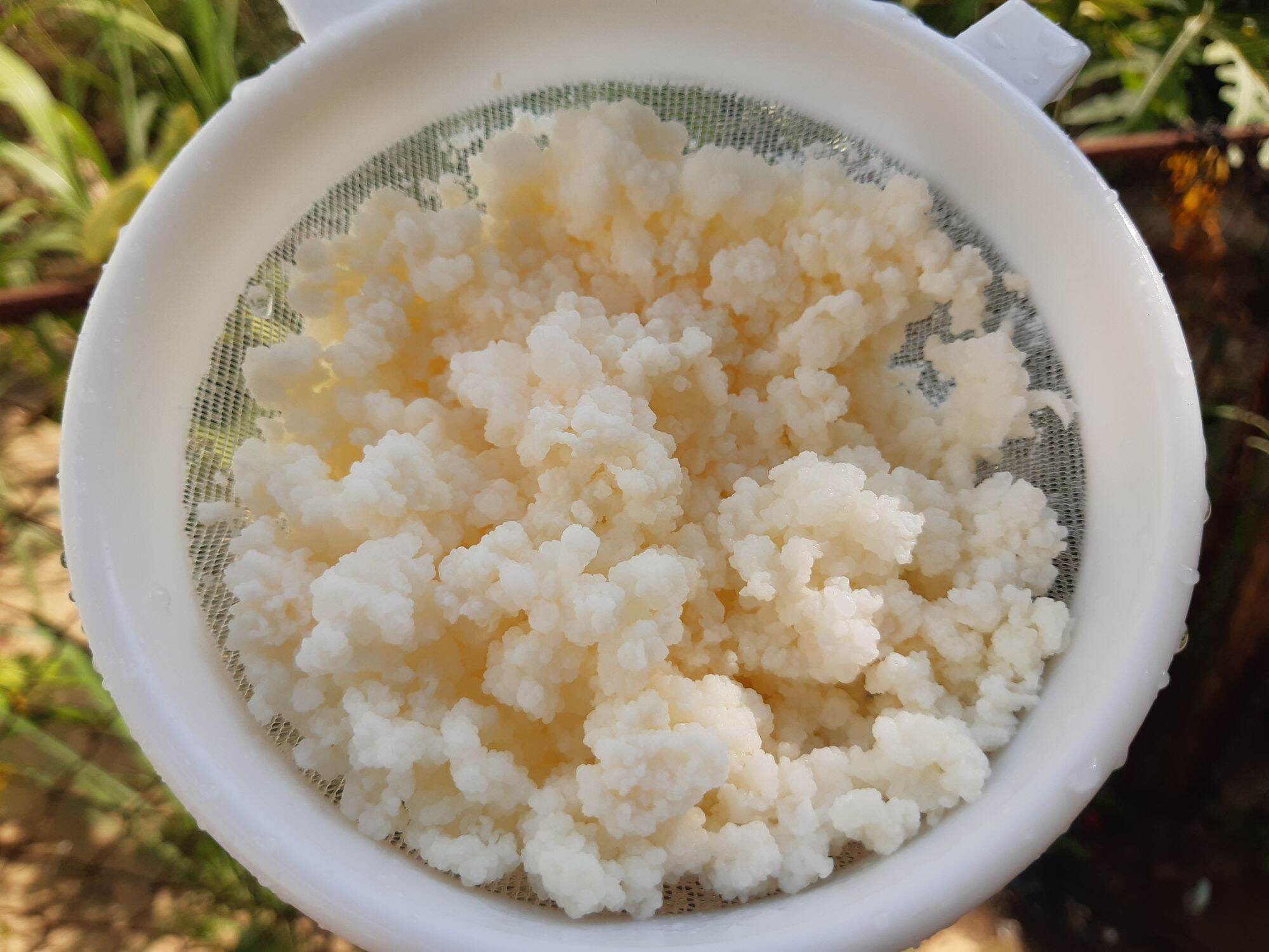 combo kefir và túi 4x16 làm sữa chua( nấm, rây, muỗng và 100gr túi)