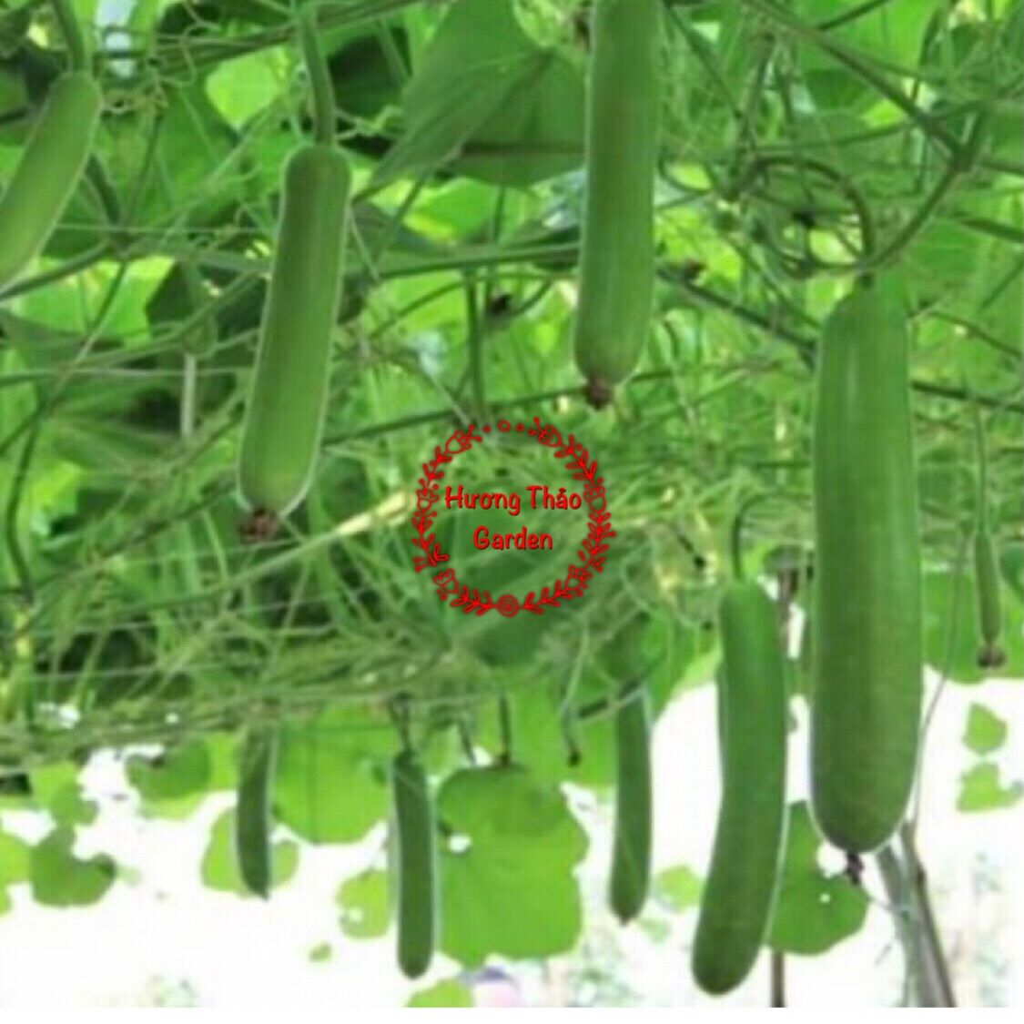 Hạt Giống Bầu Sao Lai F1