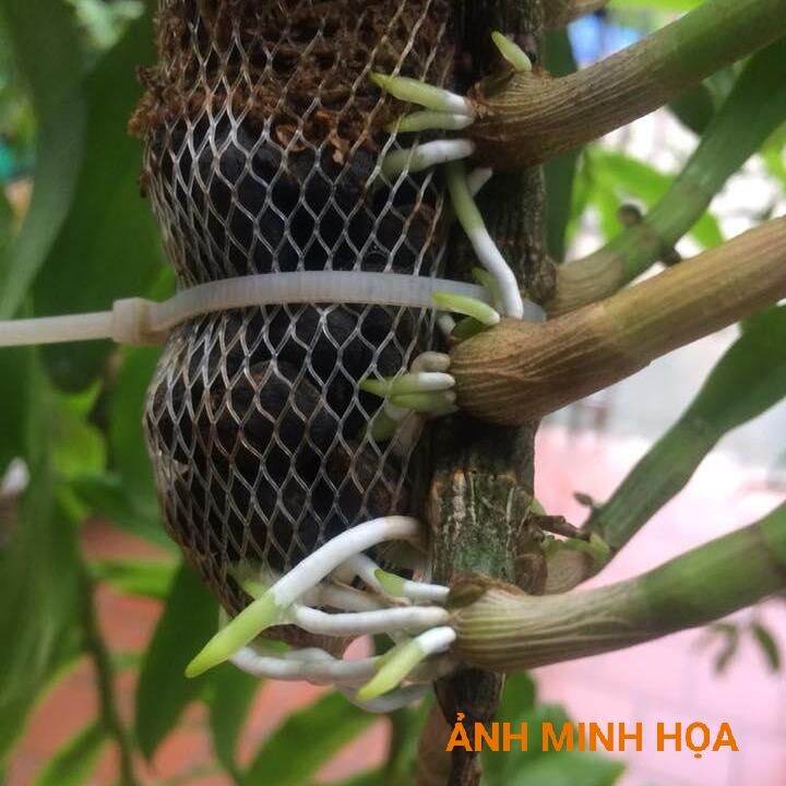 Phân Dê Túi Lưới Bón Lan - 10 Túi (Dài 10-11CM) Đã Qua Xử Lý
