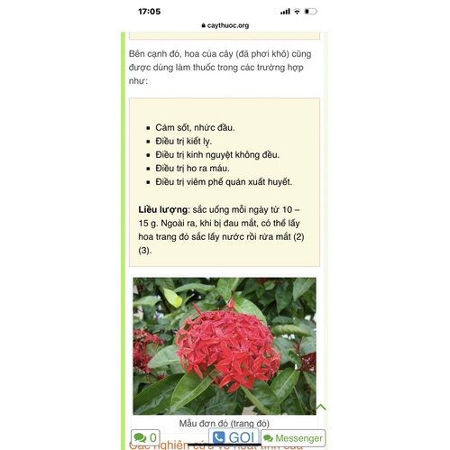 ♧♧♧ Cây giống bông trang (hoa mẫu đơn) sen đỏ