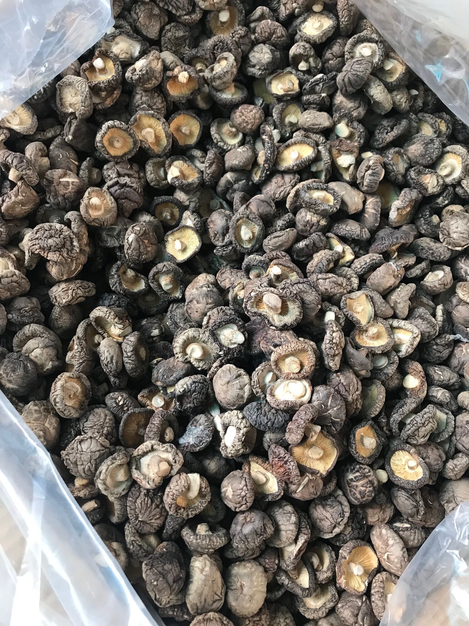 Nấm đông cô 🍄
