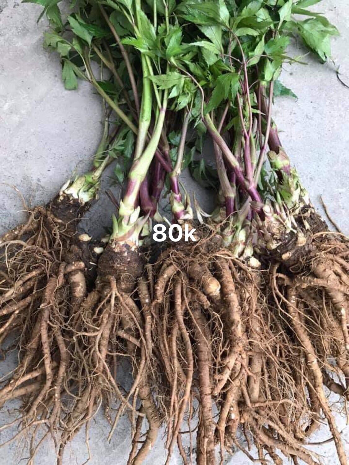 Sâm đương quy tươI 80k/kg