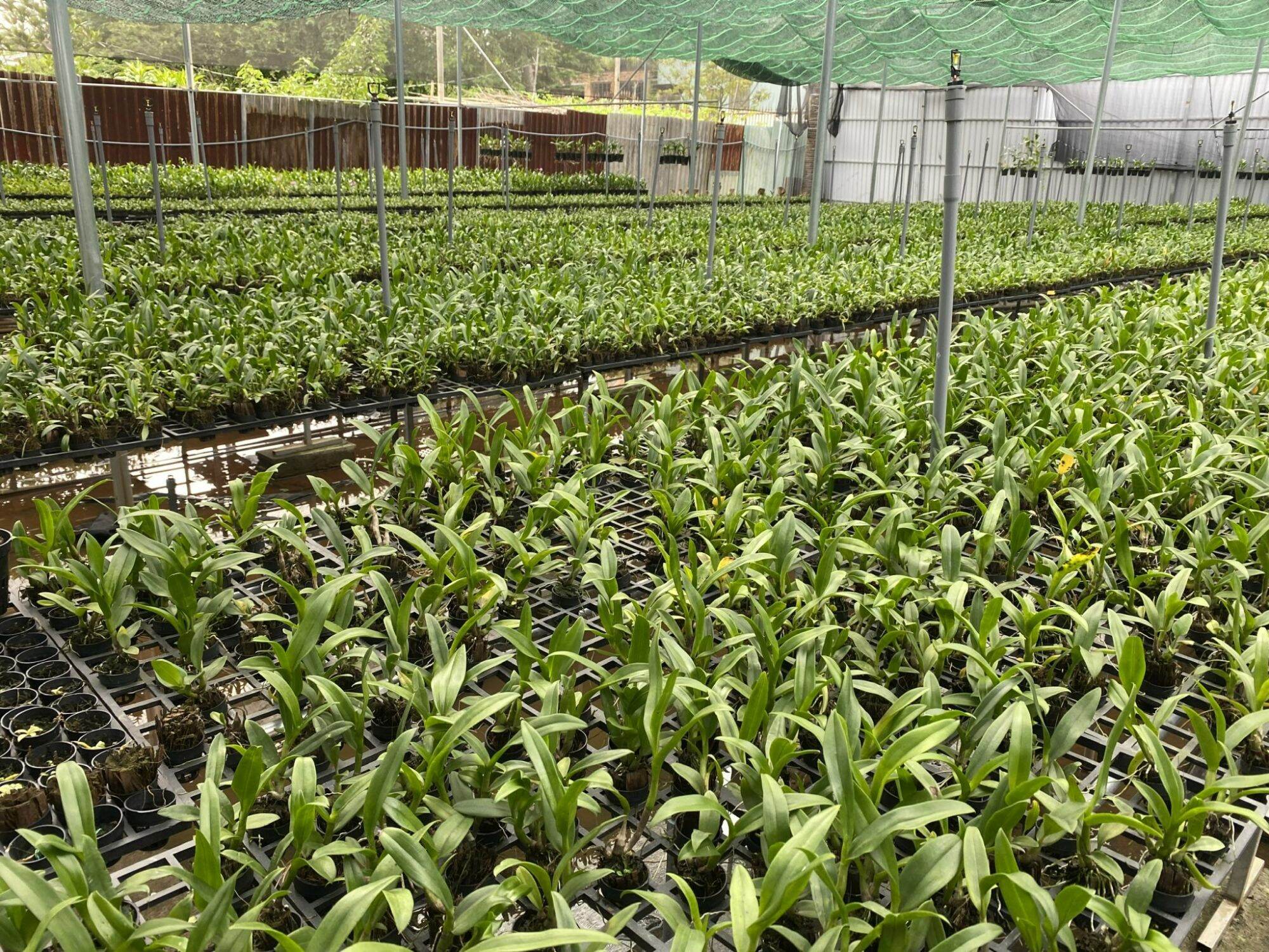 Cây giống lan Dendro 4N lai (Mã 4N)