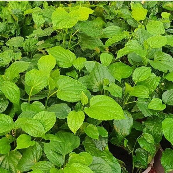 Cây lá lốt giống