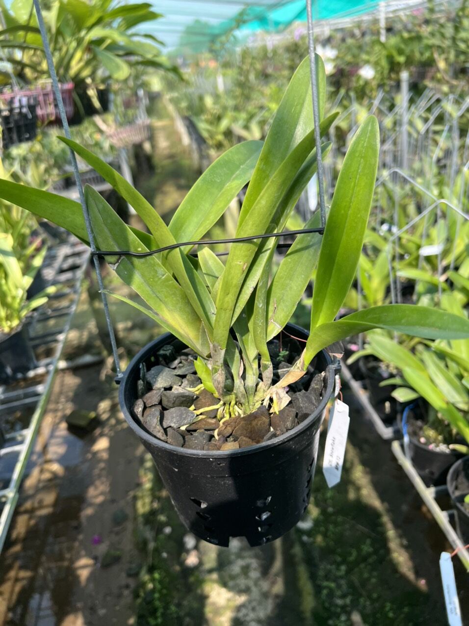 Cát giống mới Snowflake hoa trắng thơm