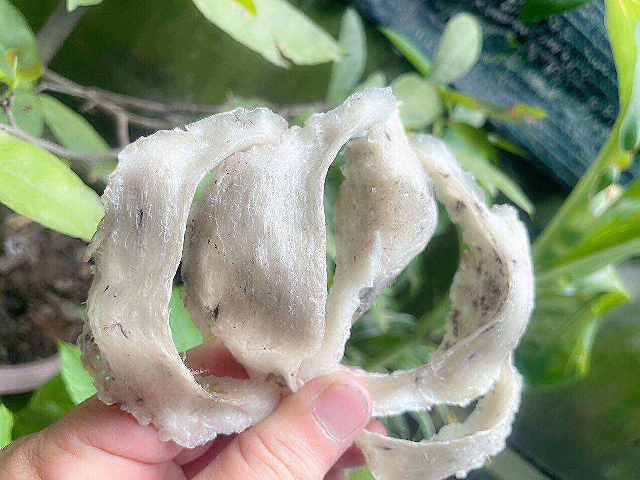 Tổ Yến thô nguyên chất ít lông nhà nuôi