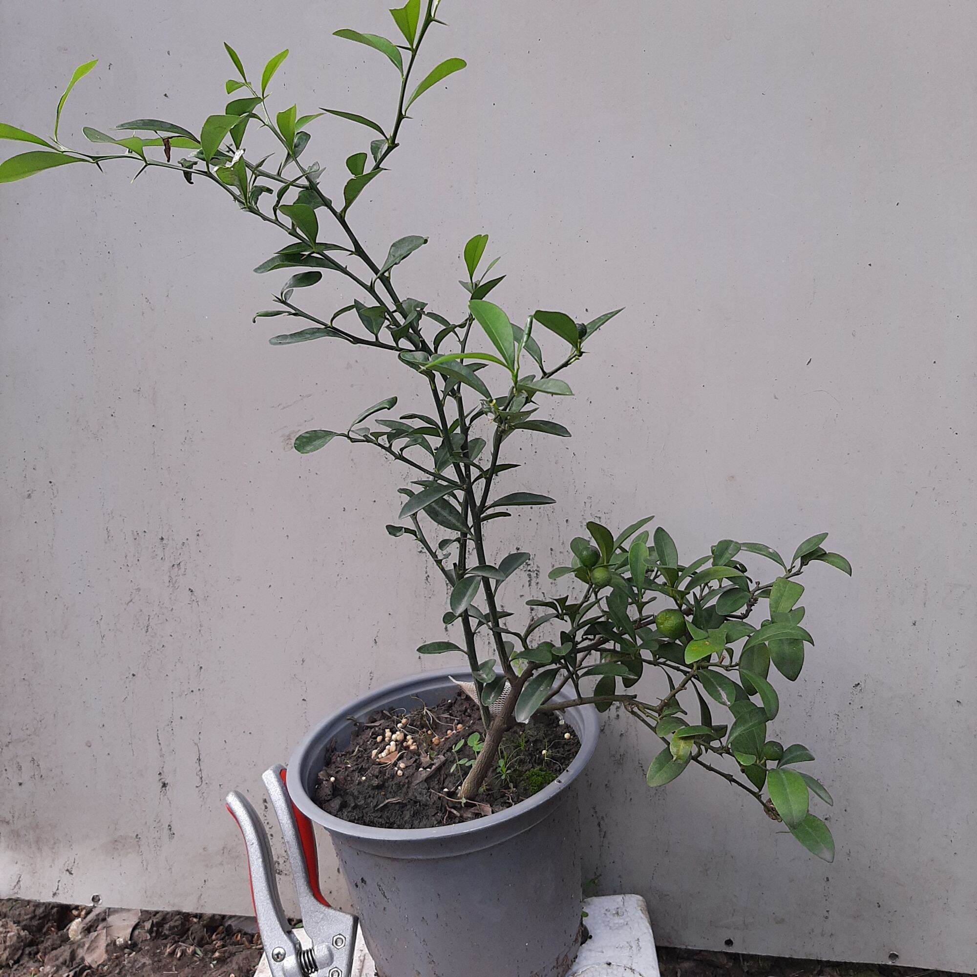 Cây tắc nhật hay còn gọi kinzu, cây tắc núi