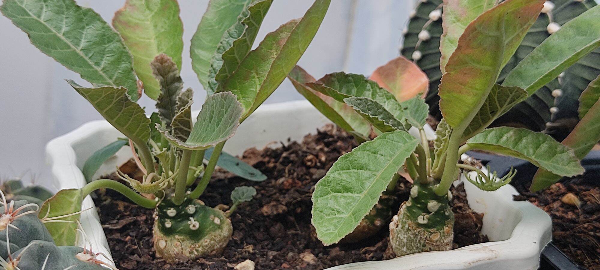 Cây hoa mặt trời - Dorstenia