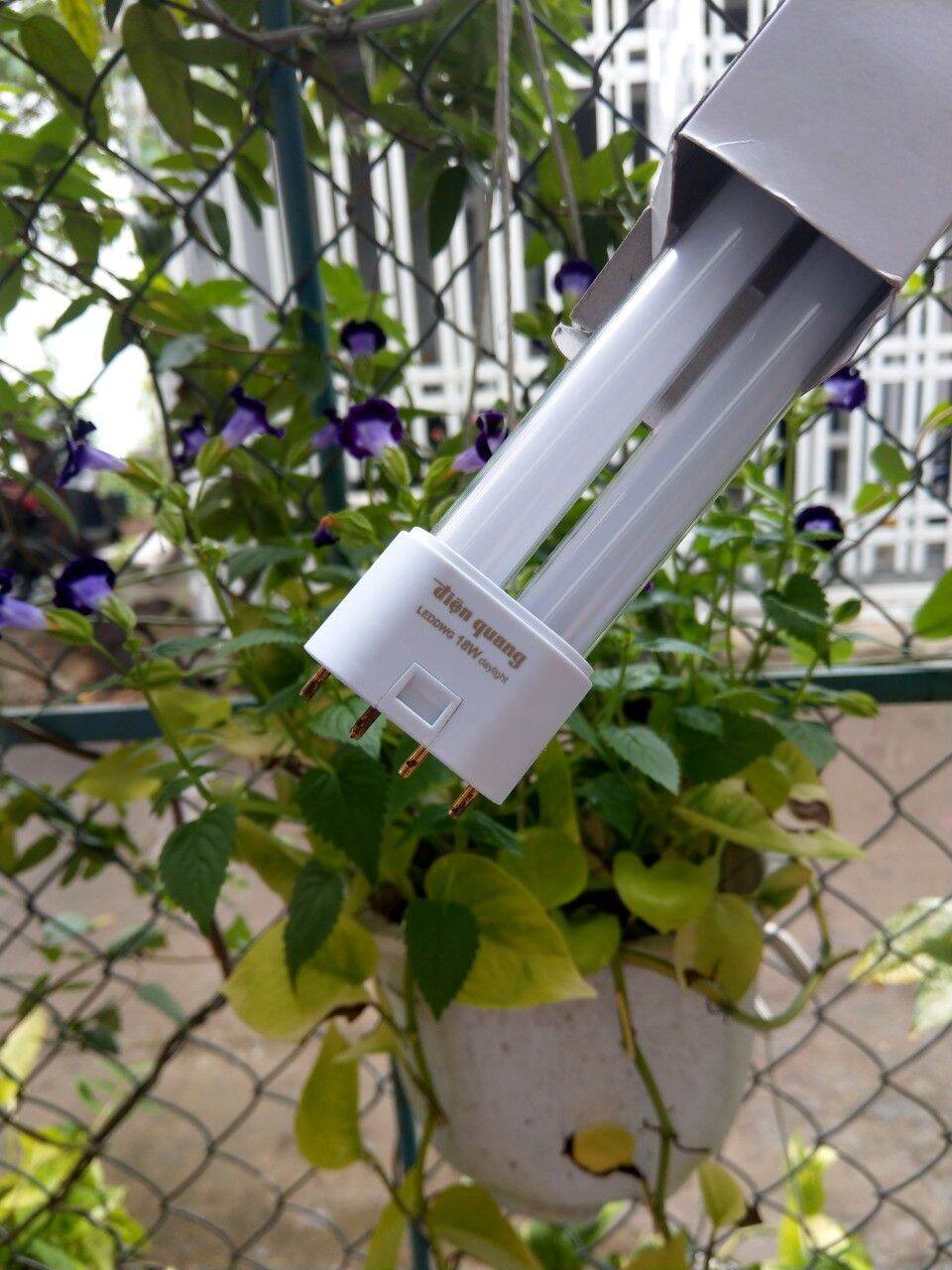 Bộ đèn Led DOUBLEWING thuỷ tinh Điện Quang