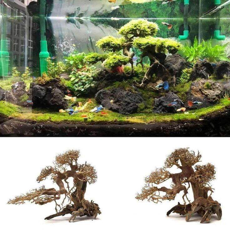 Bonsai thủy sinh dáng đổ cho hồ cá thủy sinh < 30 cm